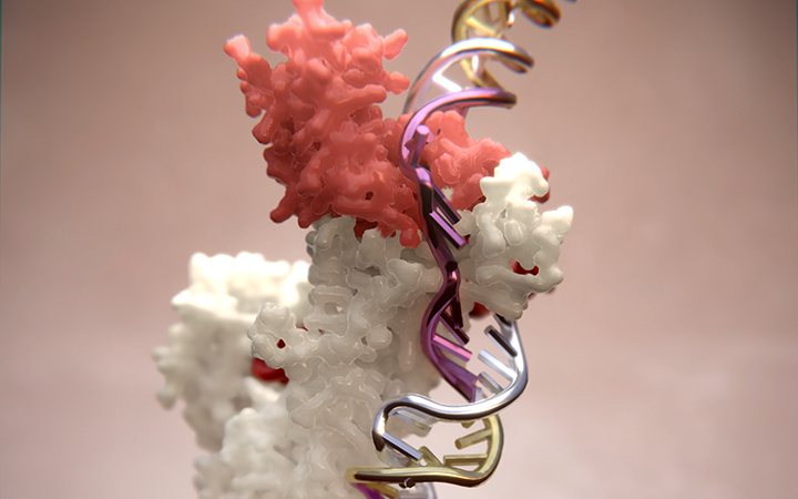 A globular protein entangled with a shiny double helix, broken open at the bottom