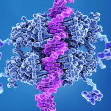 illustration of a p53 protein binding to a strand of DNA