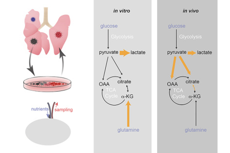 graphical abstract of study