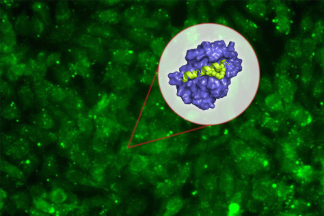 diagram of peptide