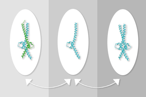 Myc and Max proteins