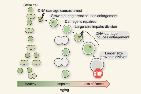 Model  for how stem cell enlargement  contributes  to their  functional  decline  with age.