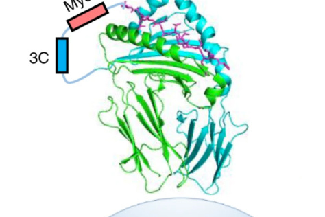 illustration of peptide binding on the surface of yeast