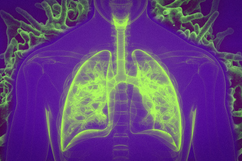 Diagram of human lungs