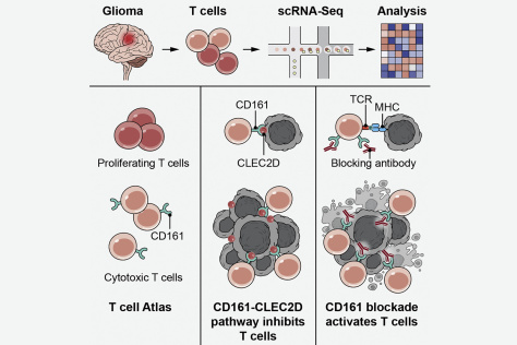 graphical abstract of study