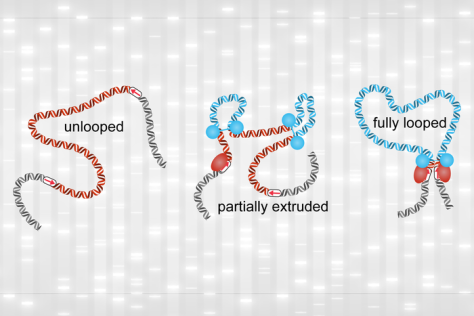 graphic showing DNA in unlooped, partially looped, and fully looped states