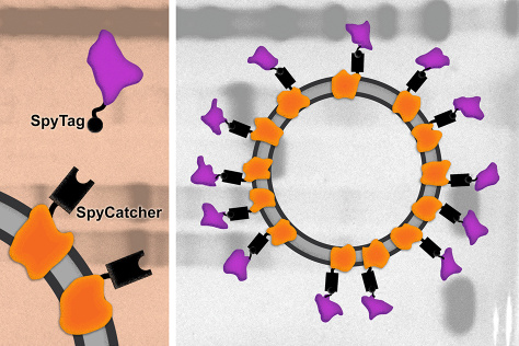 schematic of protein subunit vaccine