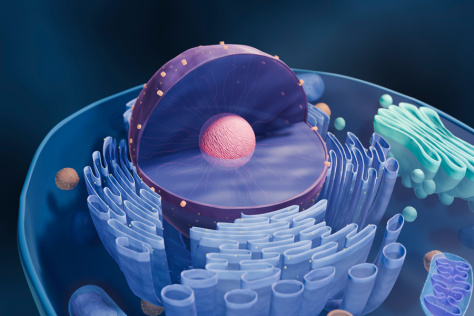 Illustration of a cutaway into the cell's interior