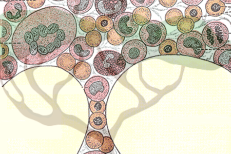 Gray's Anatomy drawing of different blood cells overlaid with a tree