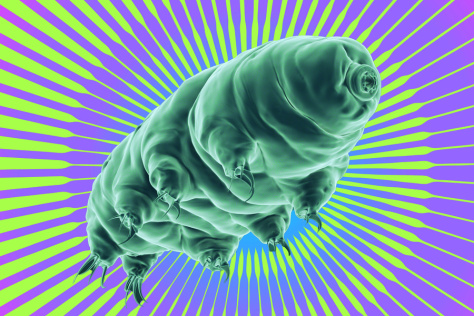 A tardigrade on colorful background.